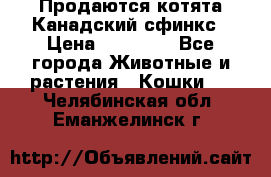 Продаются котята Канадский сфинкс › Цена ­ 15 000 - Все города Животные и растения » Кошки   . Челябинская обл.,Еманжелинск г.